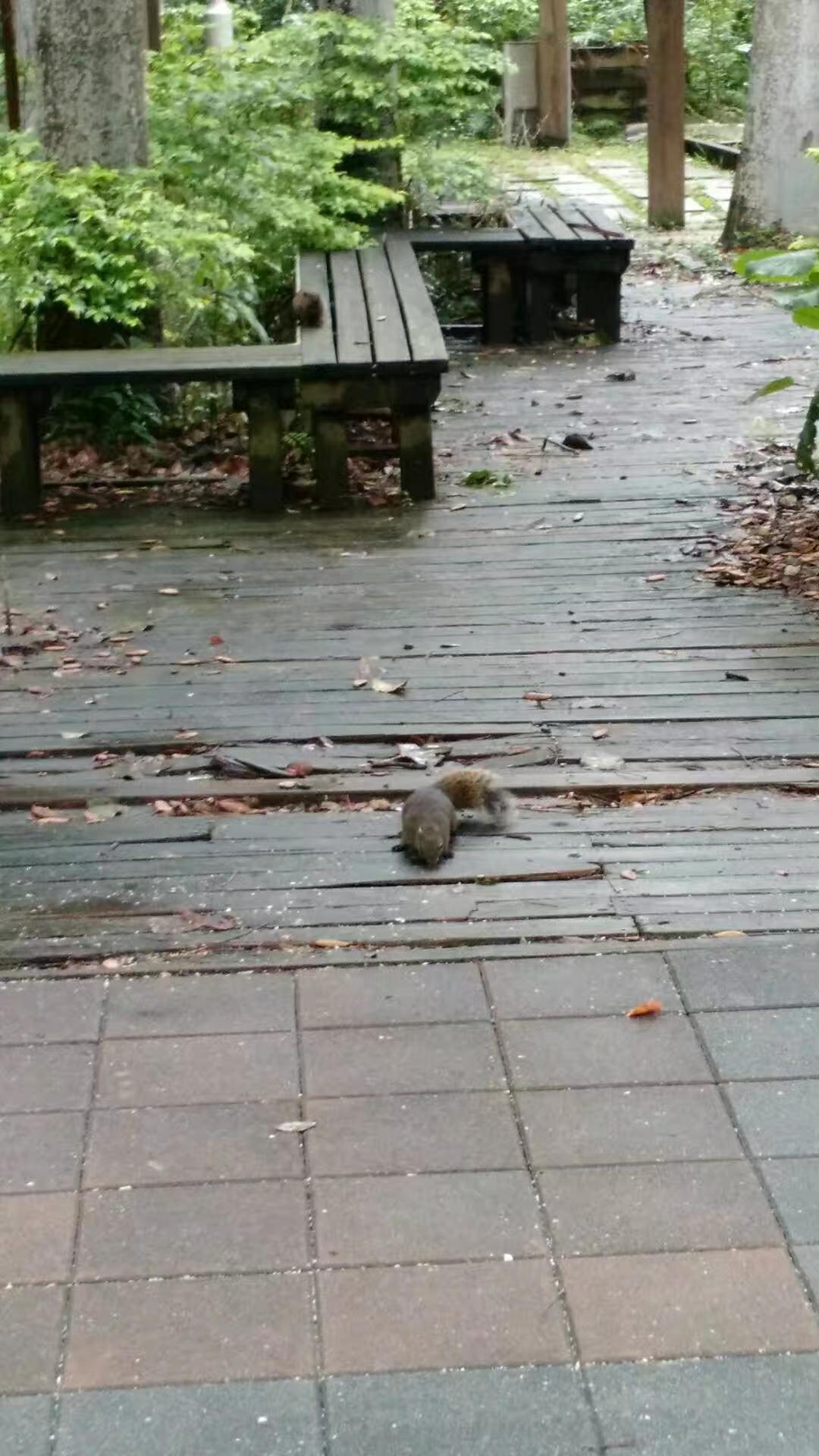 2017_12_12_winter_and_squirrel